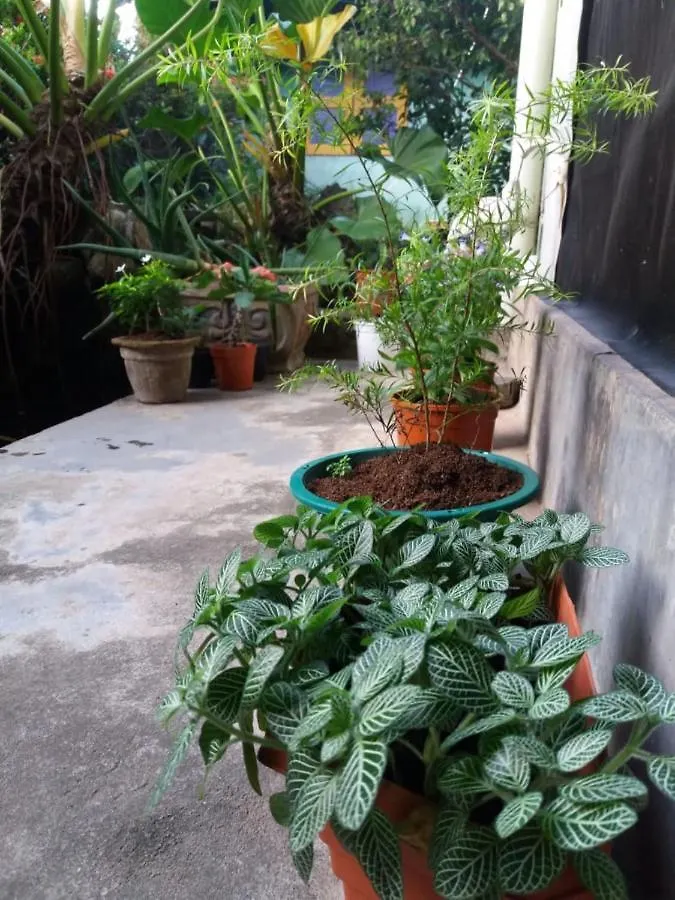 Bed & Breakfast Mazz Homestay Negombo